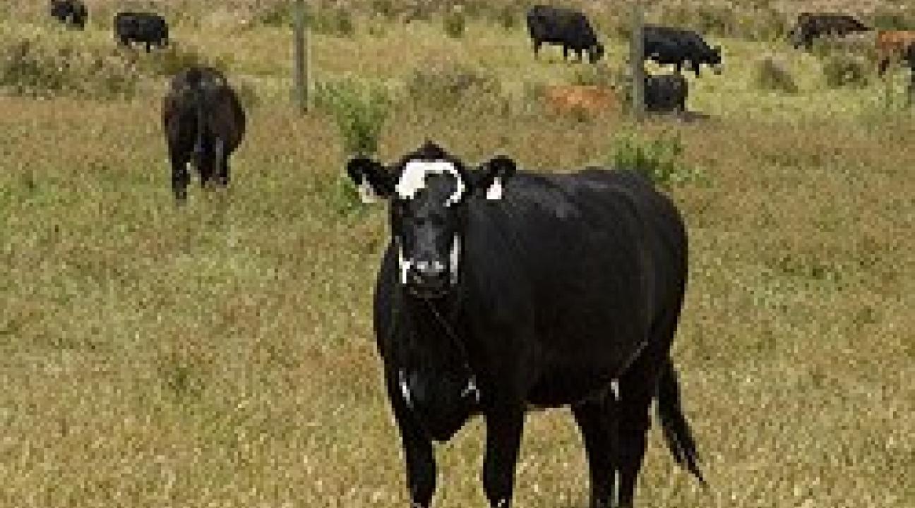 Cows standing around a field