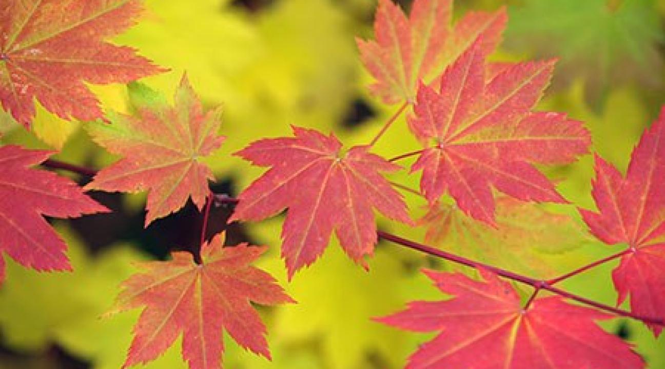 Fall Leaves