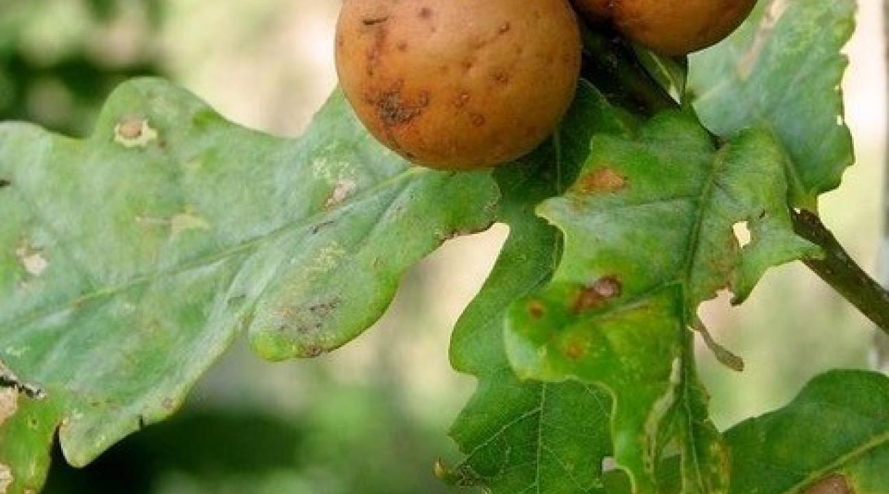 Fall 2018 Dig Into Nature