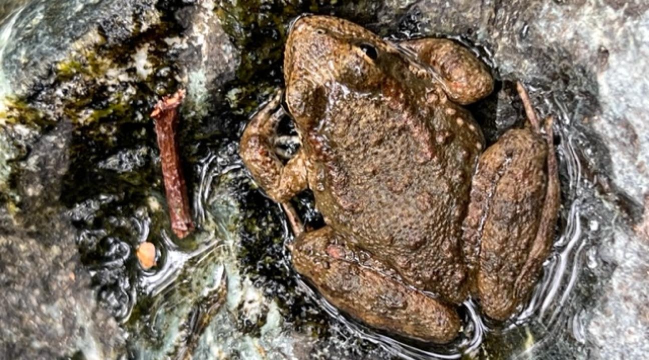 Frog in creek