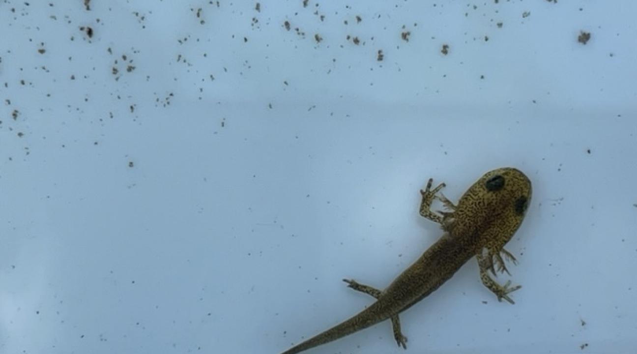 Tadpole with legs
