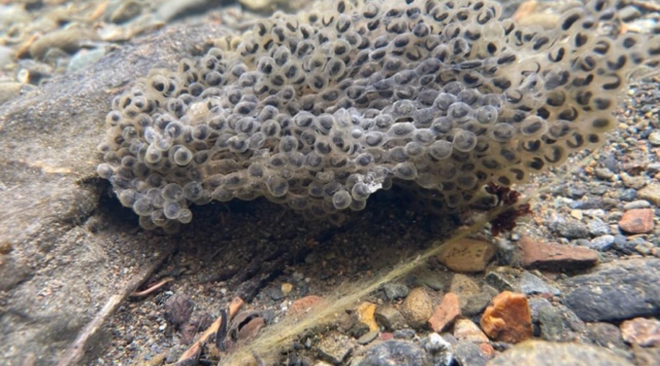 Egg Sack in Creek