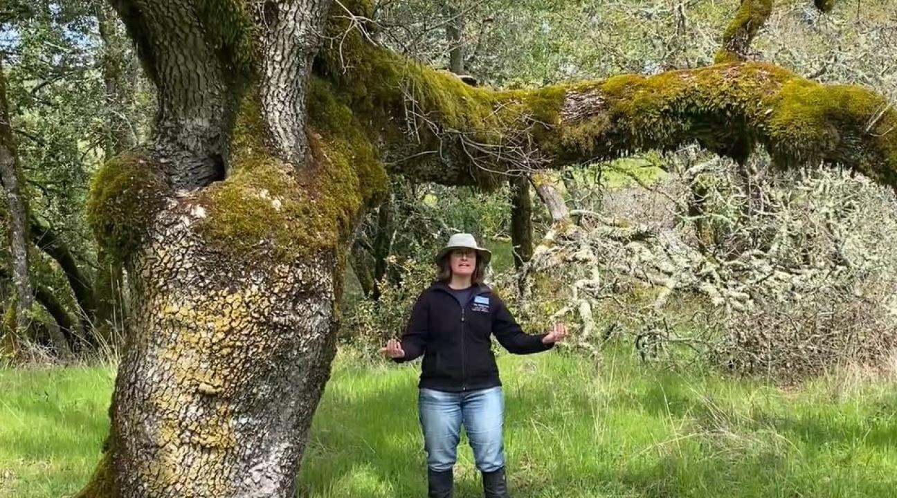 Woman in front of Osborn Tree