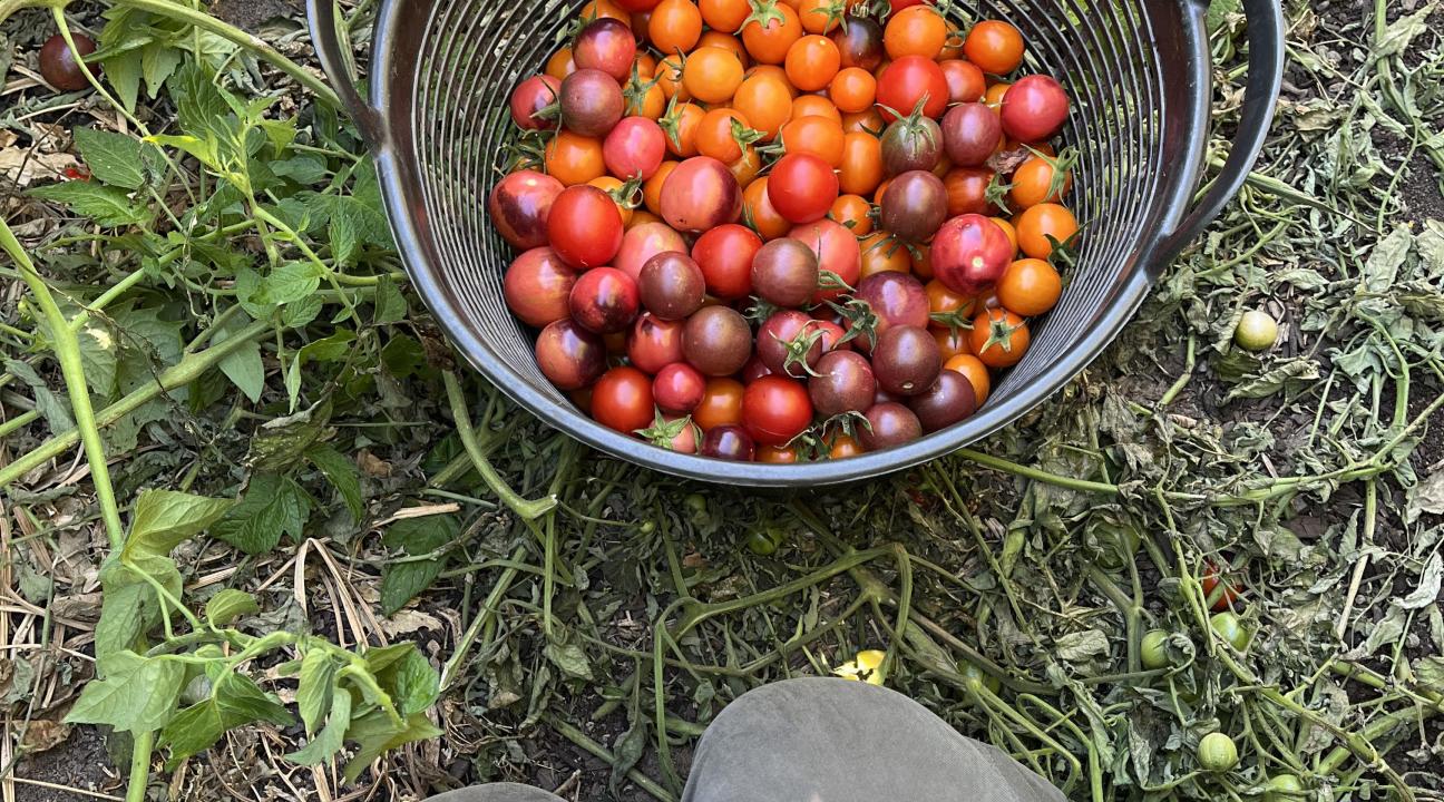 Laila Scala knealing with produce