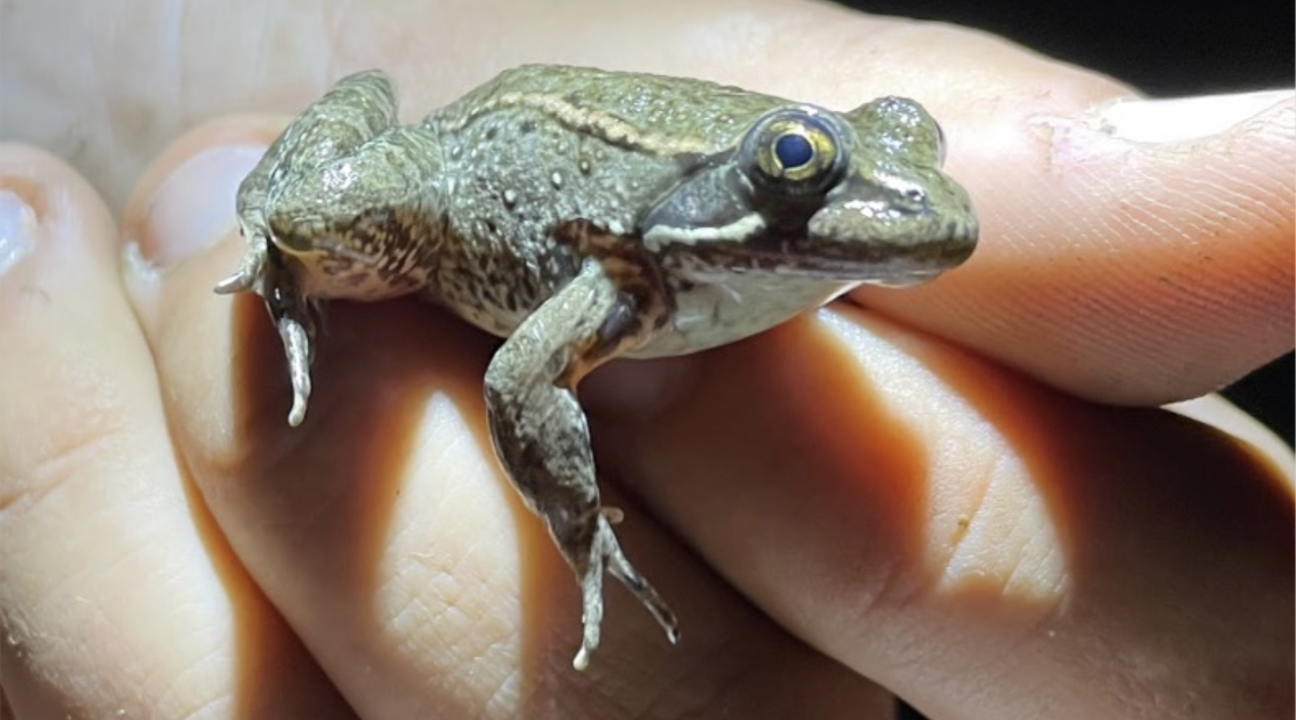 California red-legged frog on a hand