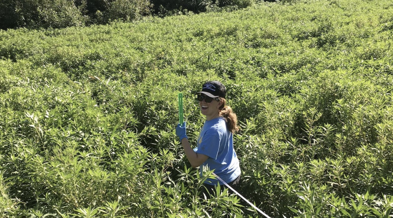 woman holds tools in creek full of Ludwigia
