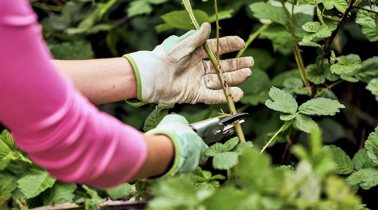 Cutting Vegetation in SSU Native Plant Garden