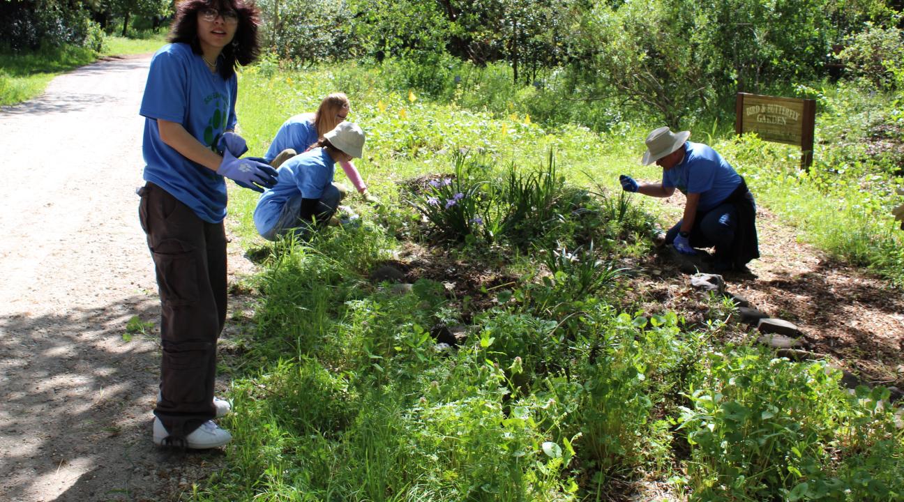 people weeding a garden