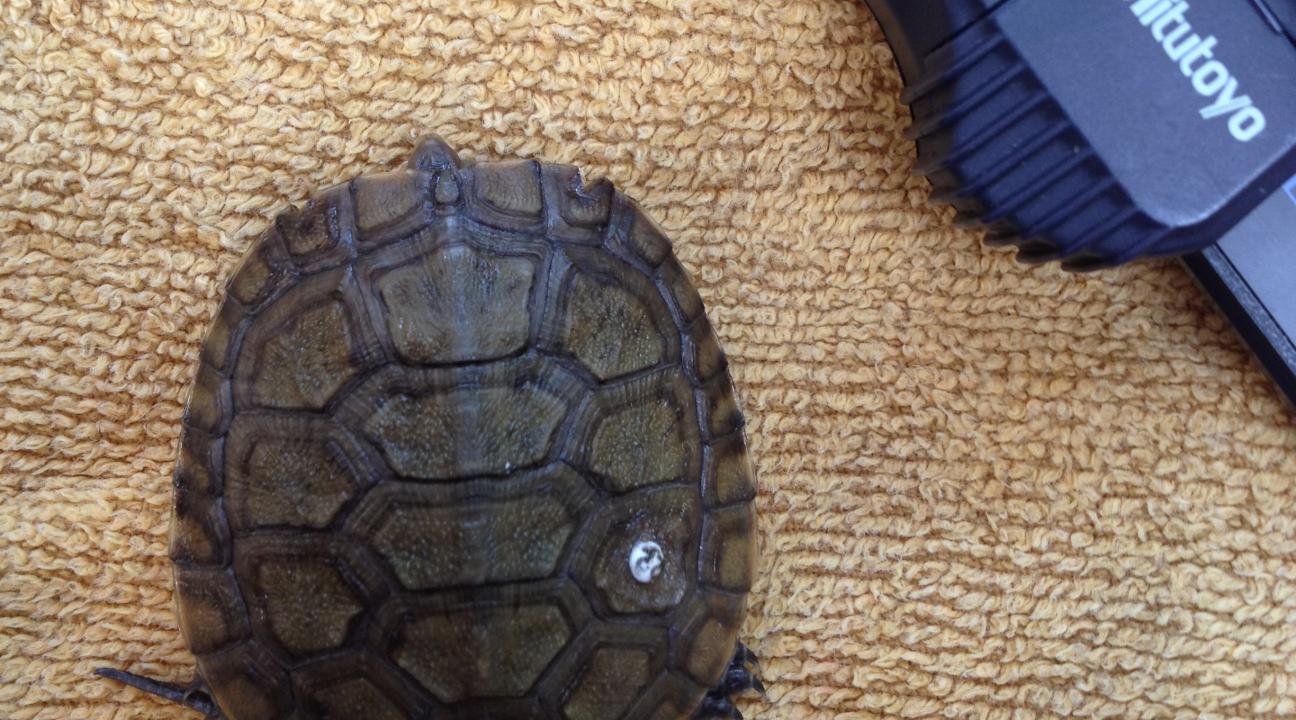 Juvenile turtle and calipers