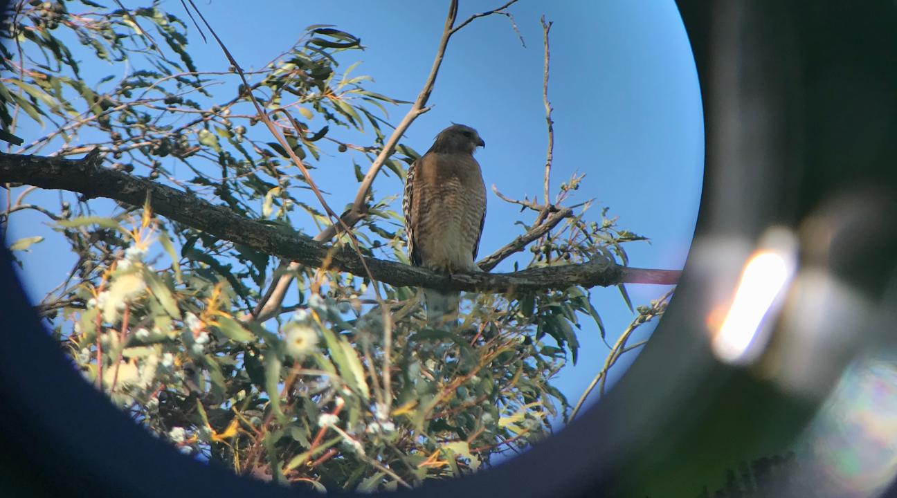 A red-shouldered hawk viewed through a spotting scope