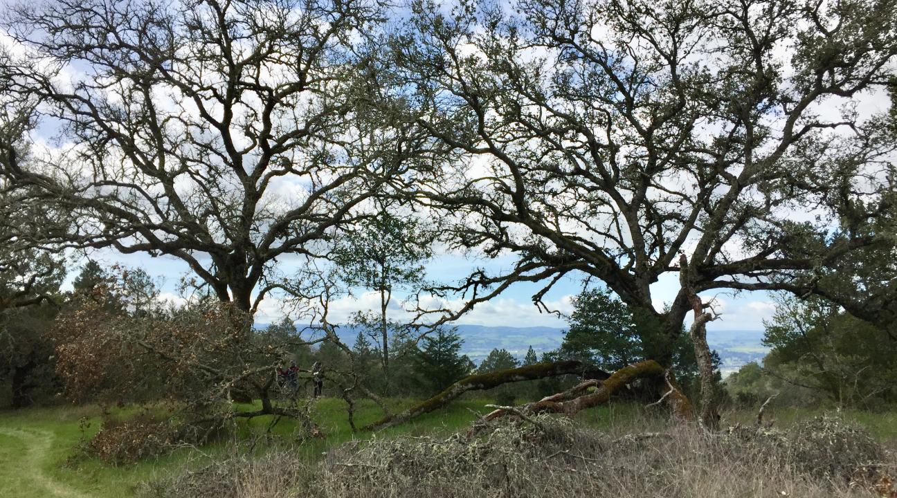 Oak Trees