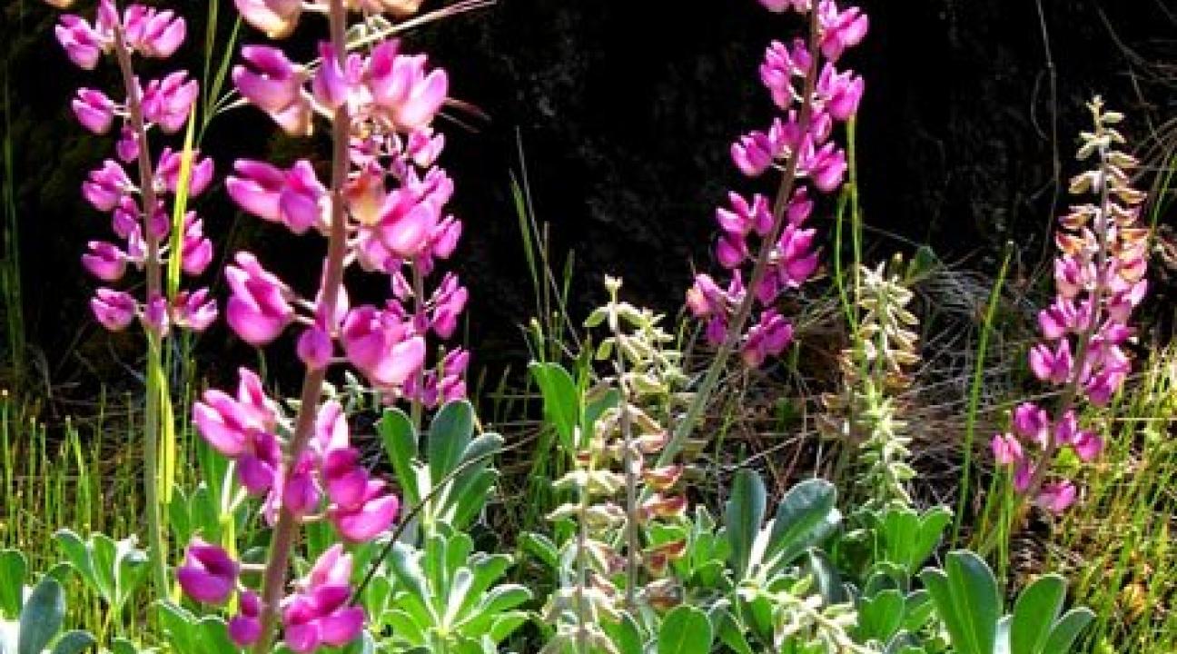 Lupin Flower