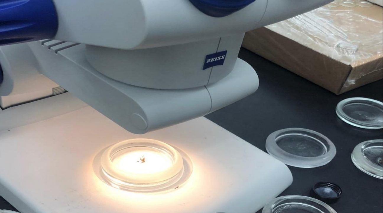 Microscope with insect samples