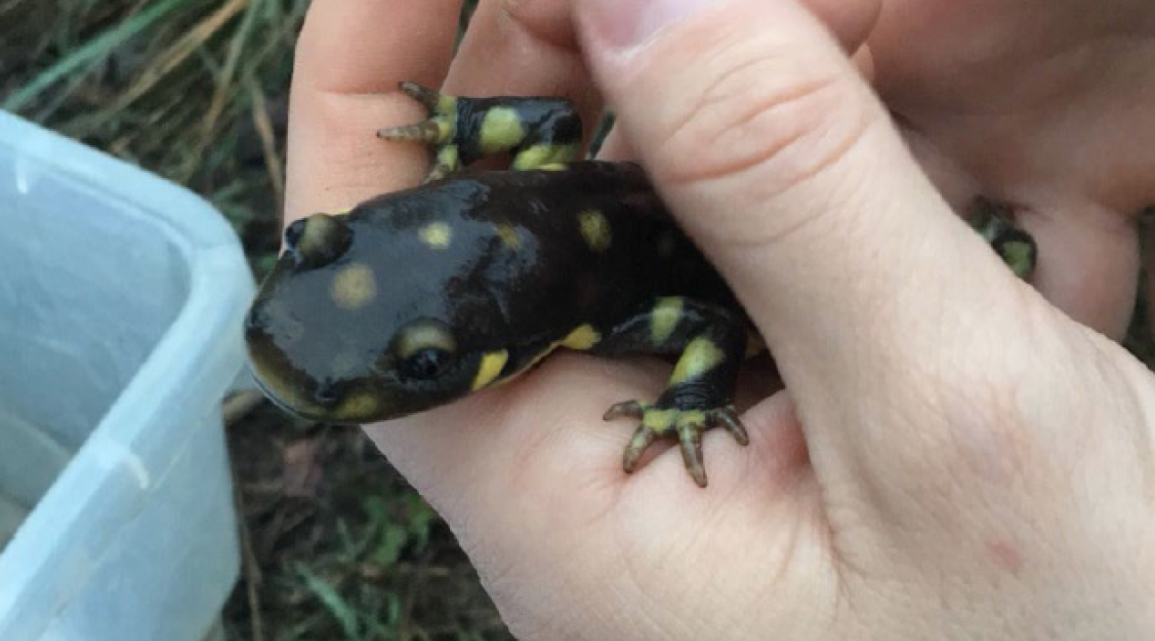 California Tiger Salamander