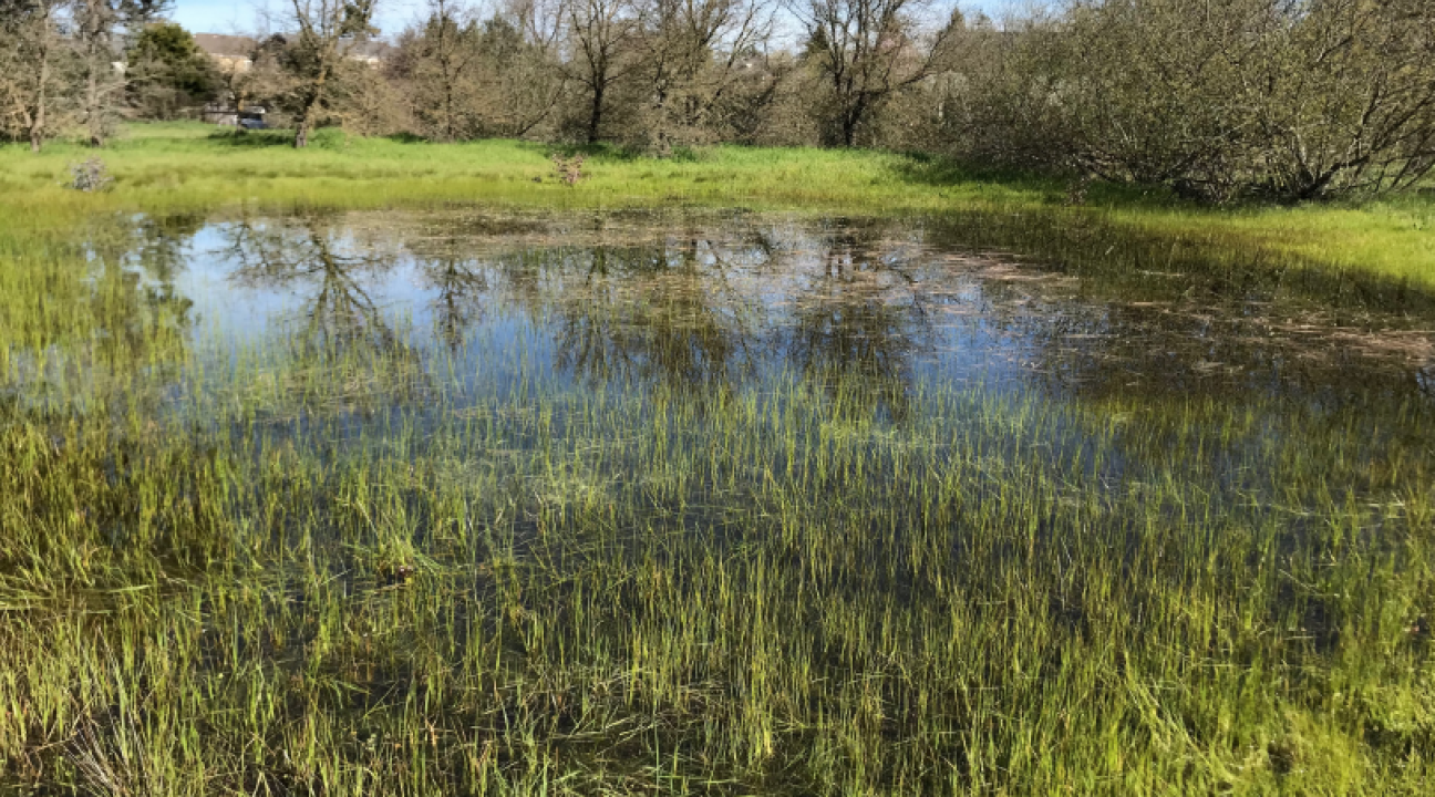 Frog Song Vernal Pool in Cotati