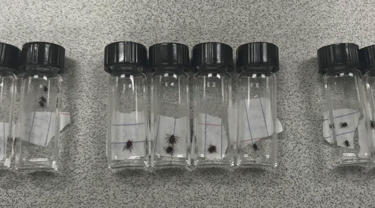Ticks in gass vials