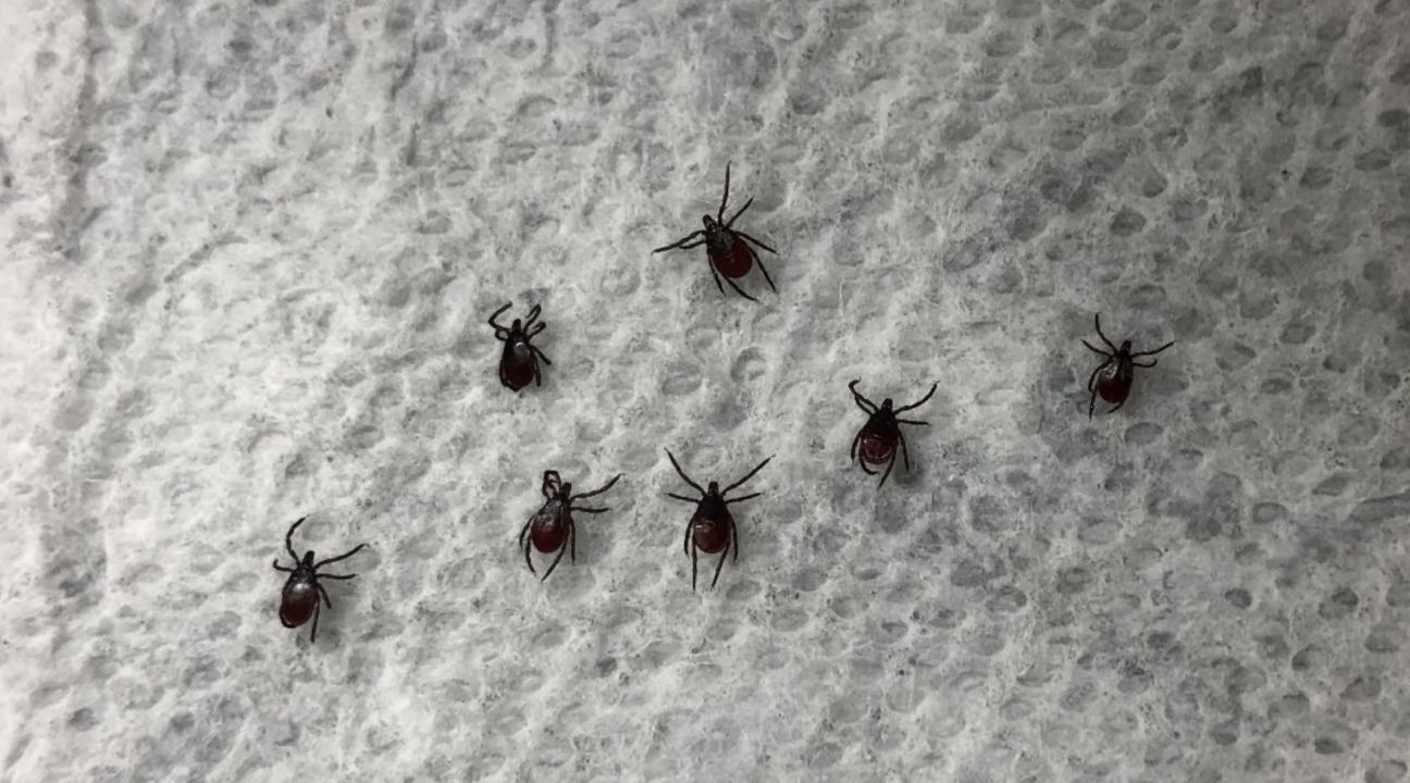 Ticks on a paper towel