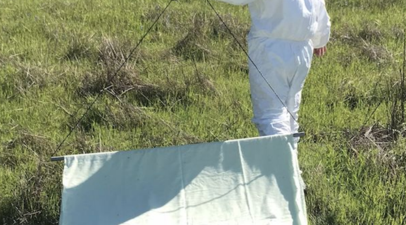 Student dragging canvas sheet over grass