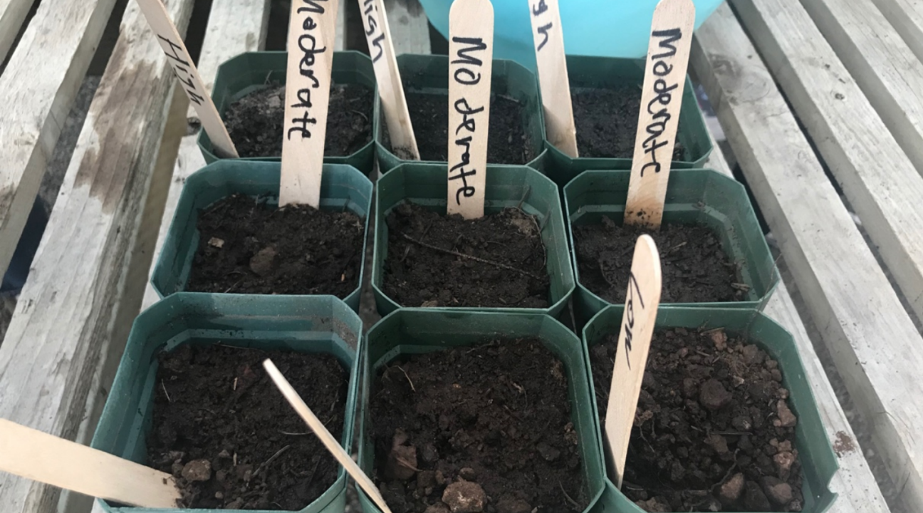 Small pots with soil and wooden labels