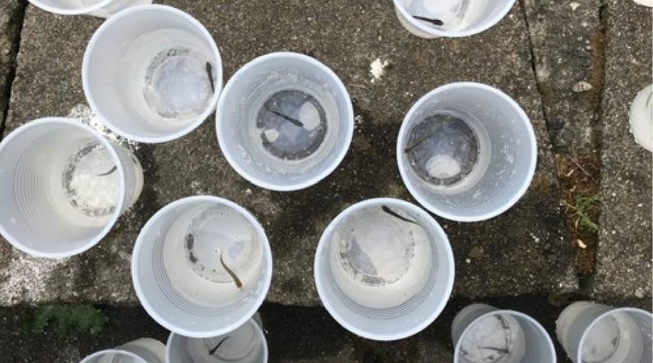 Juvenile steelhead trout in plastic cups