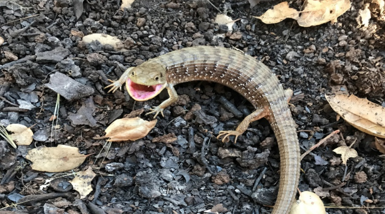 Alligator Lizard