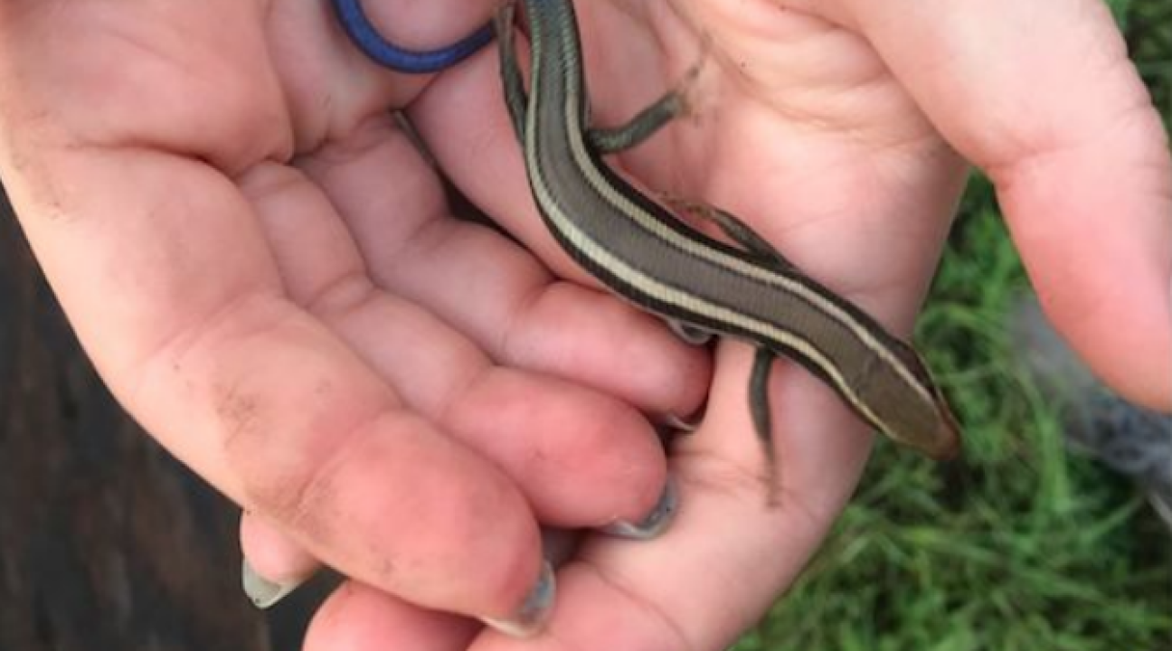 Student holding juvenile skink