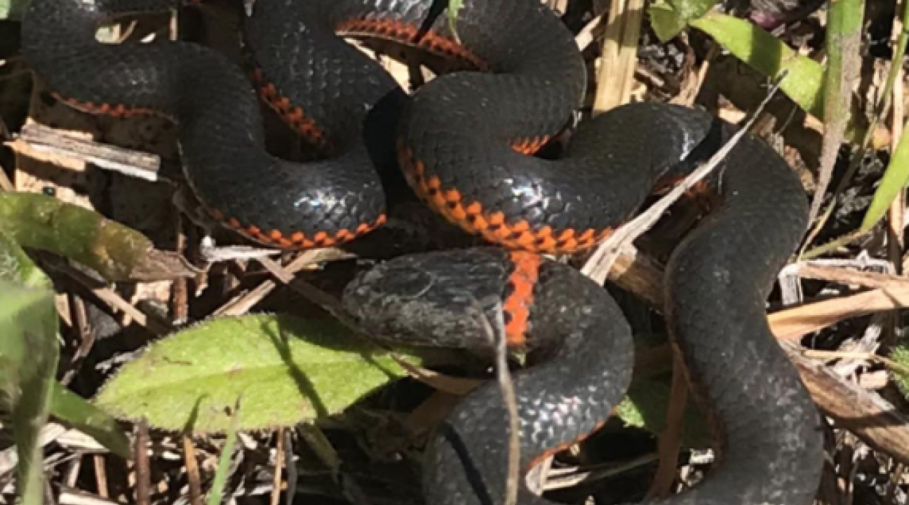 Ring-necked snake