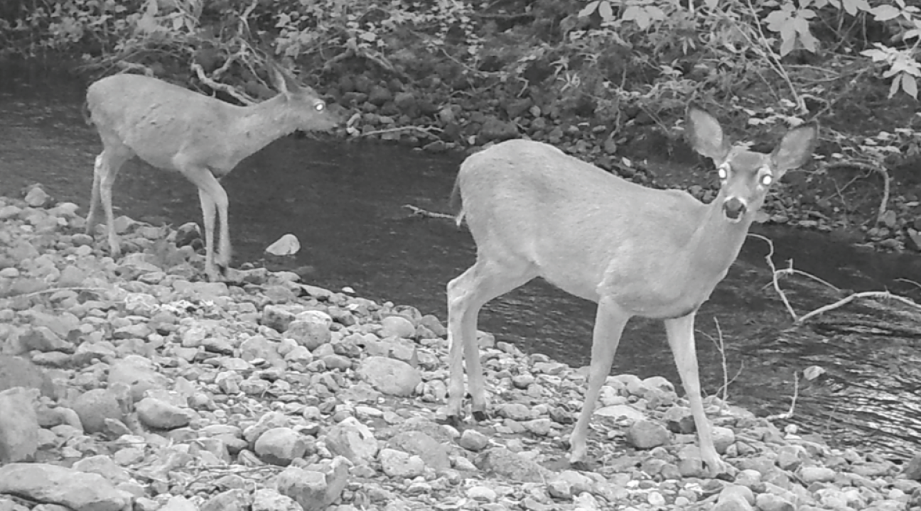 Wildlife camera photo of deer next to a creek
