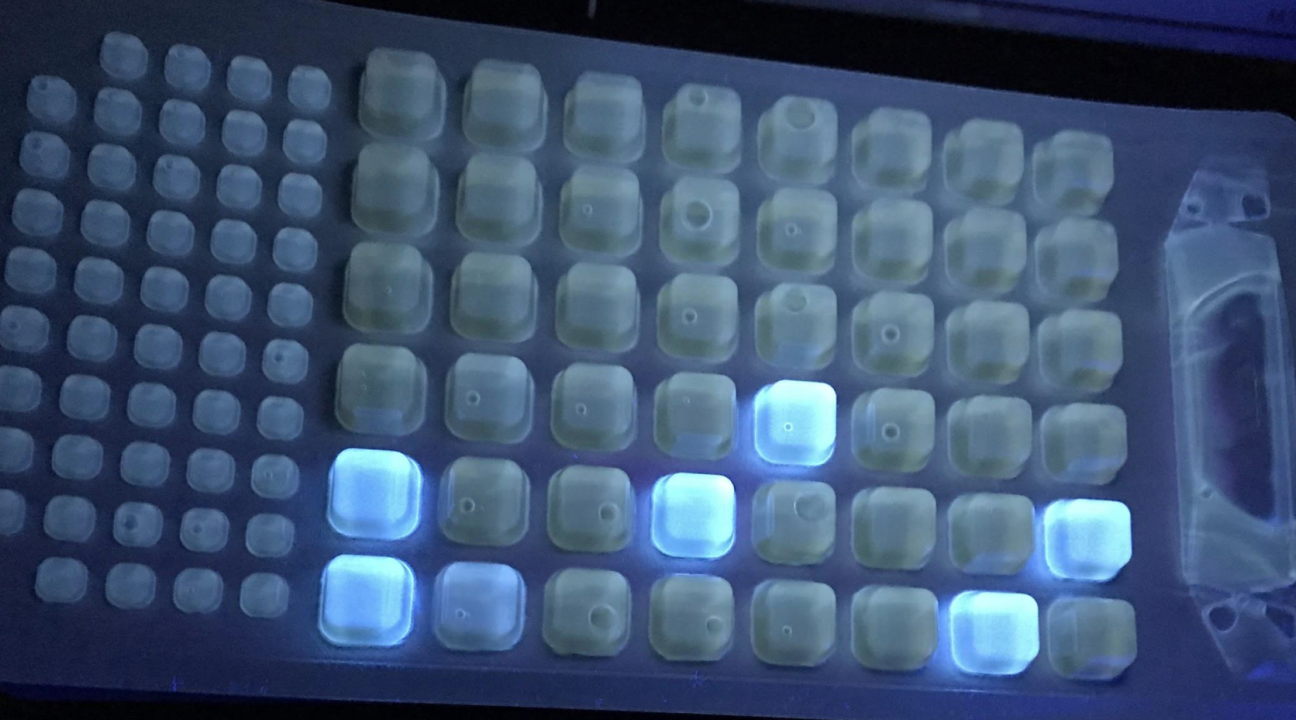 IDEXX- 2000 tray exposed to UV light showing positive results for E. coli.