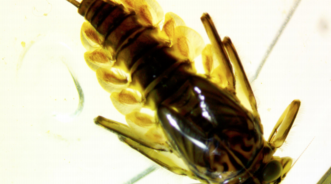 Close-up of aquatic insect