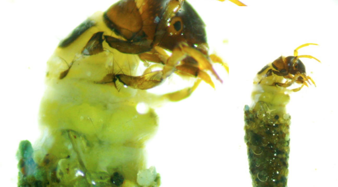 Caddisfly larva in case and close-up