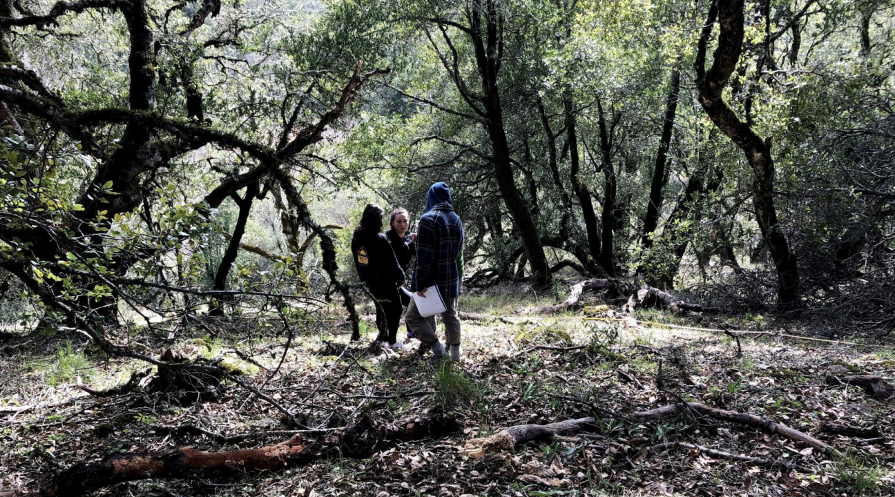 Students standing in a shaded forest