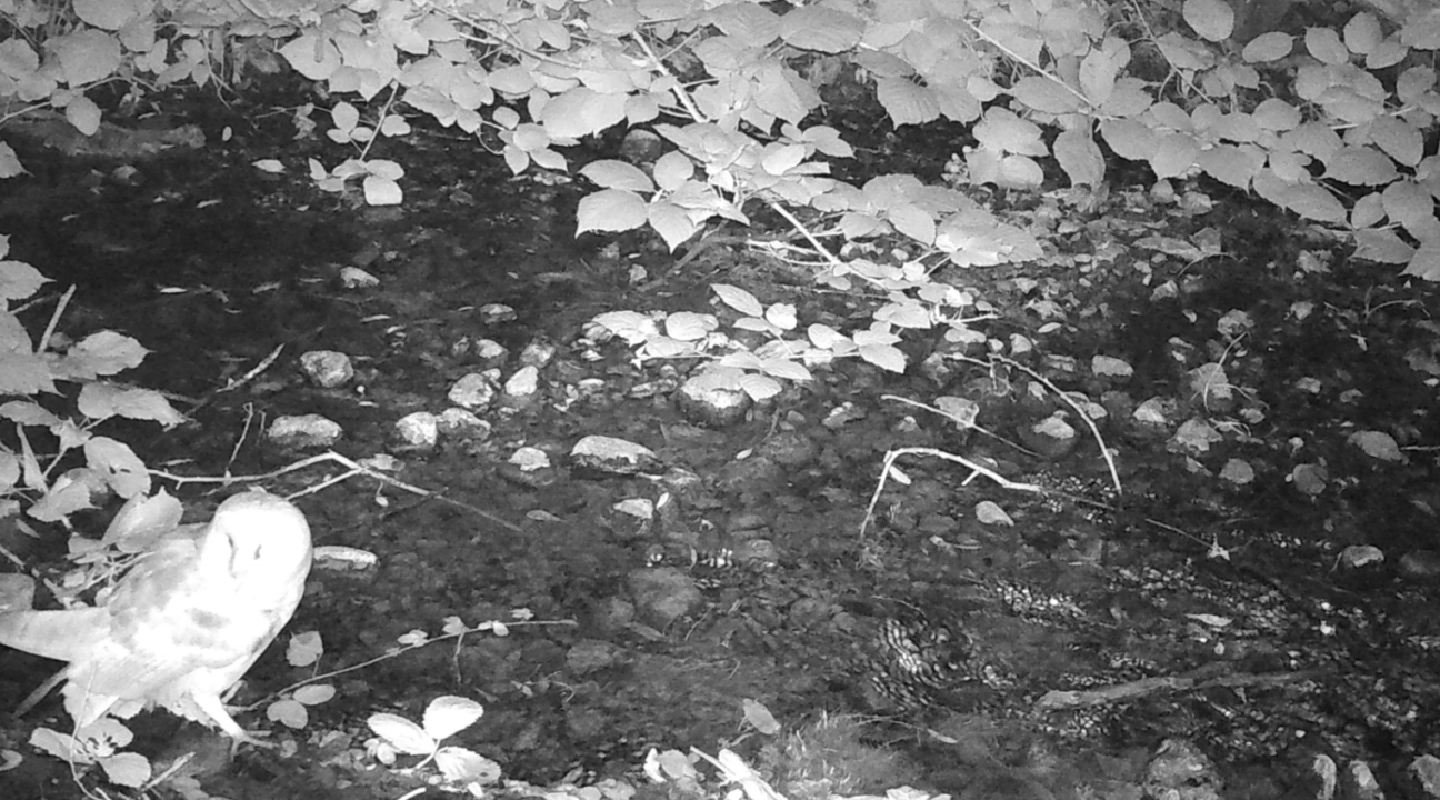 Wildlife camera photo of a barn owl in creek