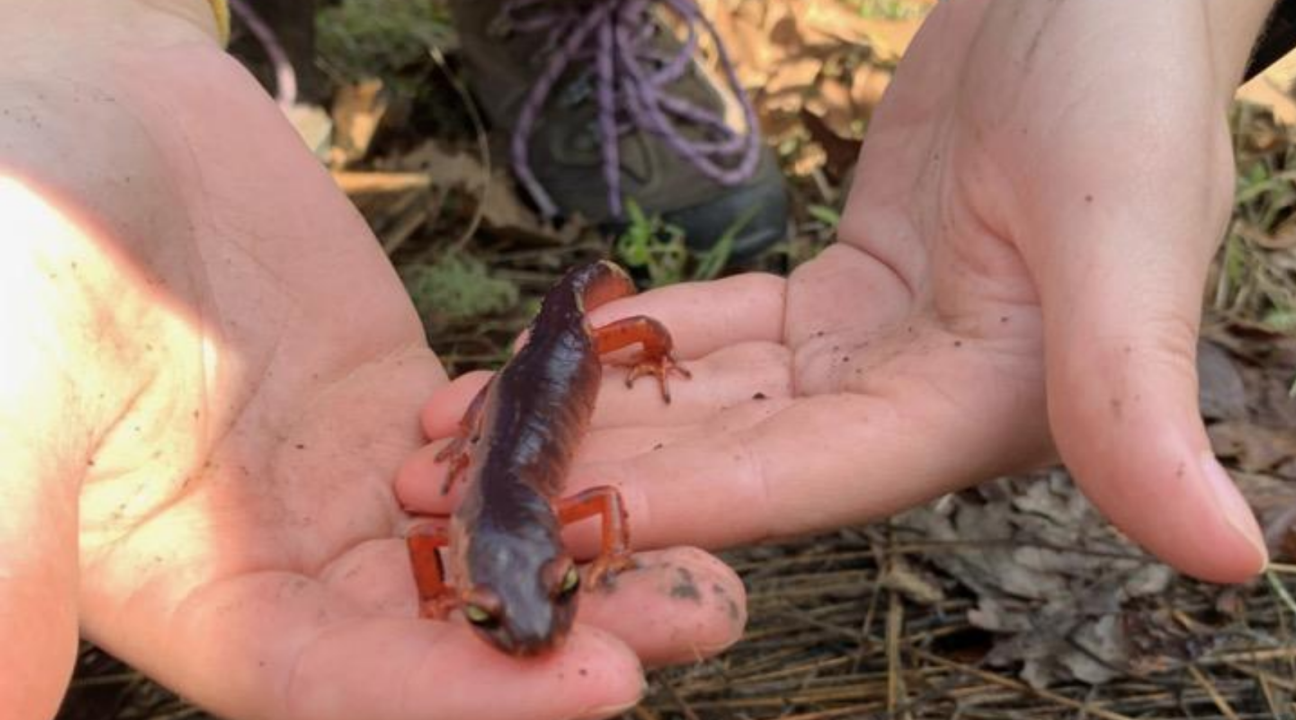 Ensatina salamander in student's hands