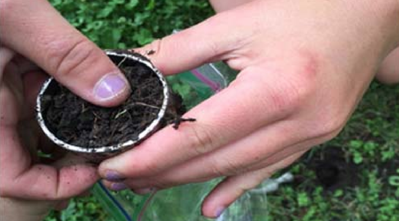 Student collecting soil sample
