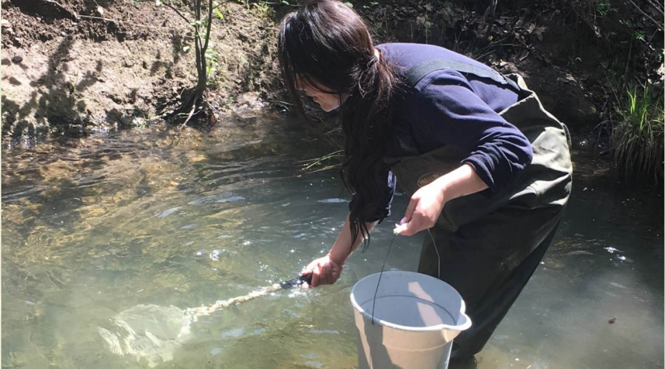 student standing in a pond with a net and bucket