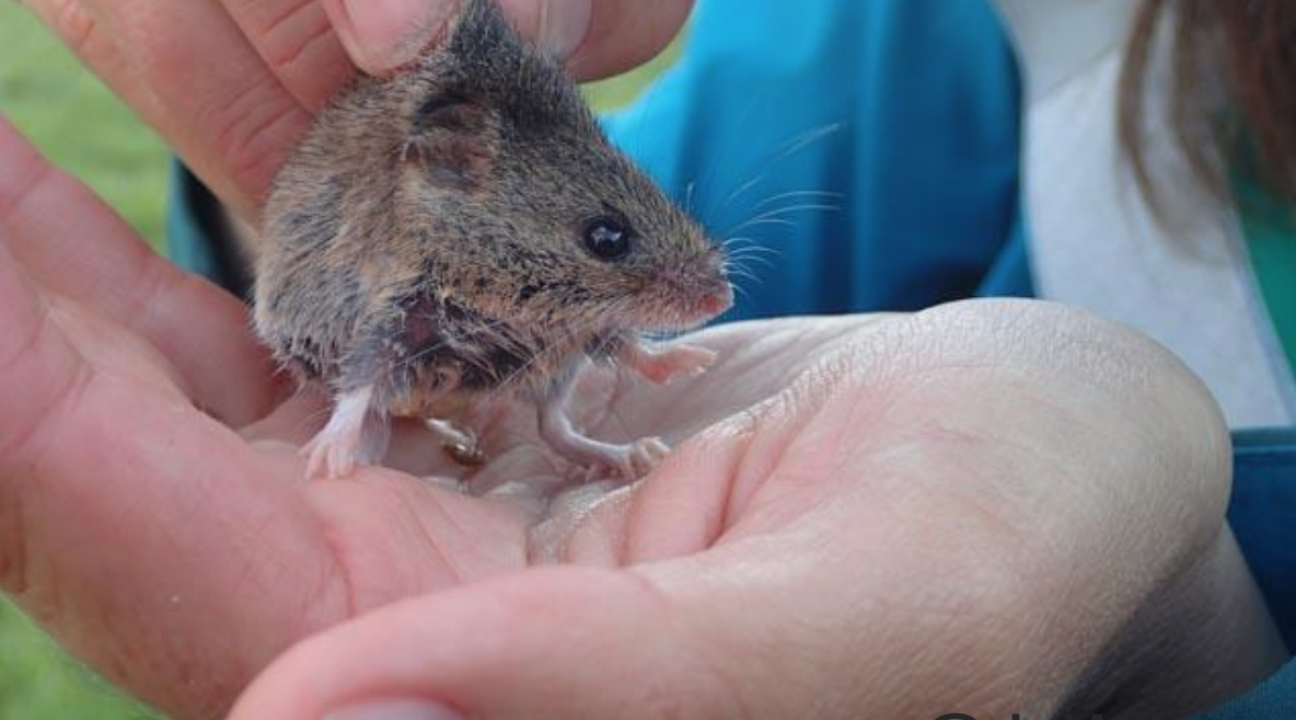 Student holding harvest mouse