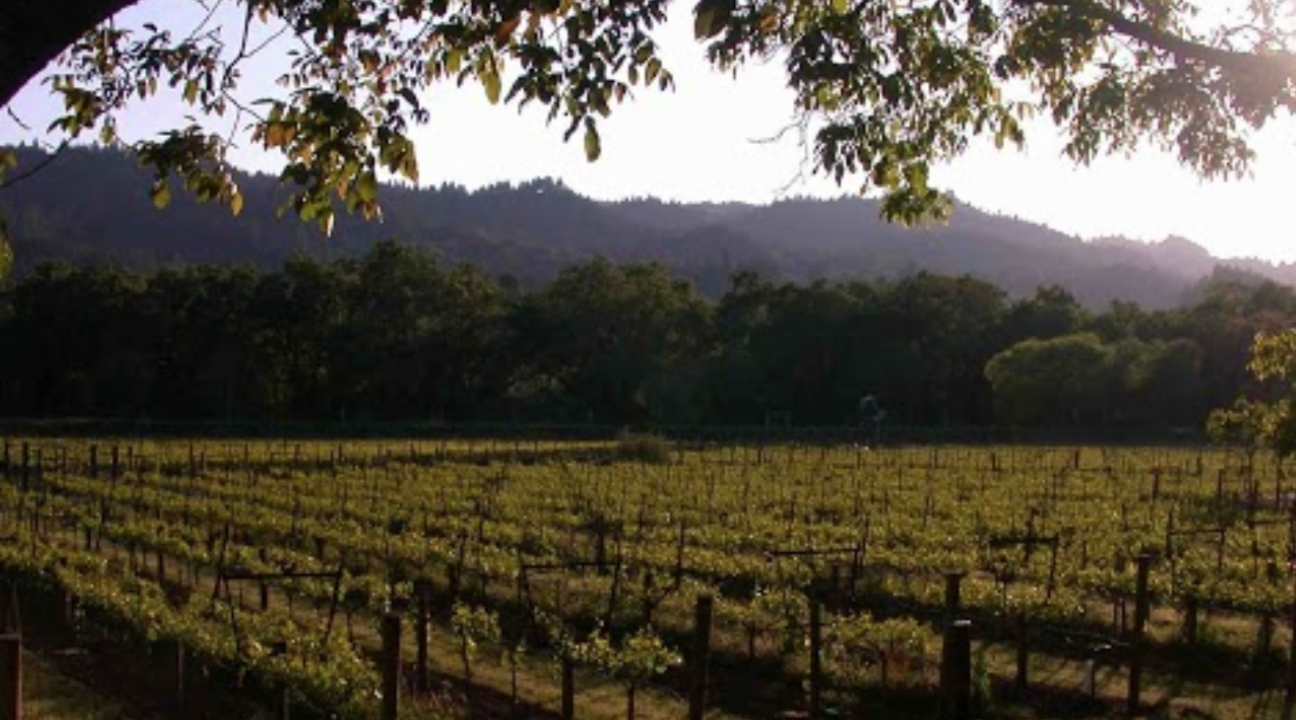 A field with grape vines