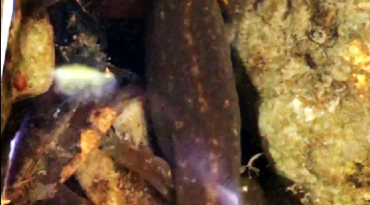 Giant salamander in creek