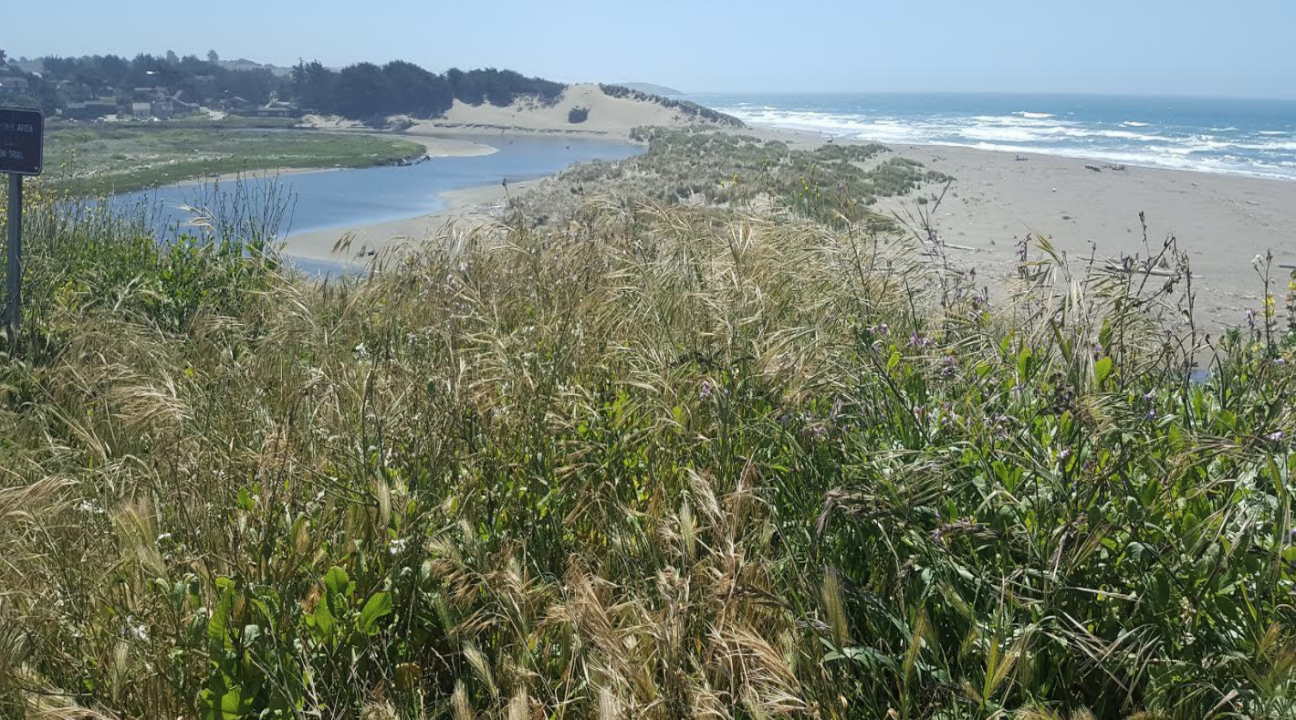 Coastal vegetation, with Salmon Creek and the Pacific Ocean in the distance