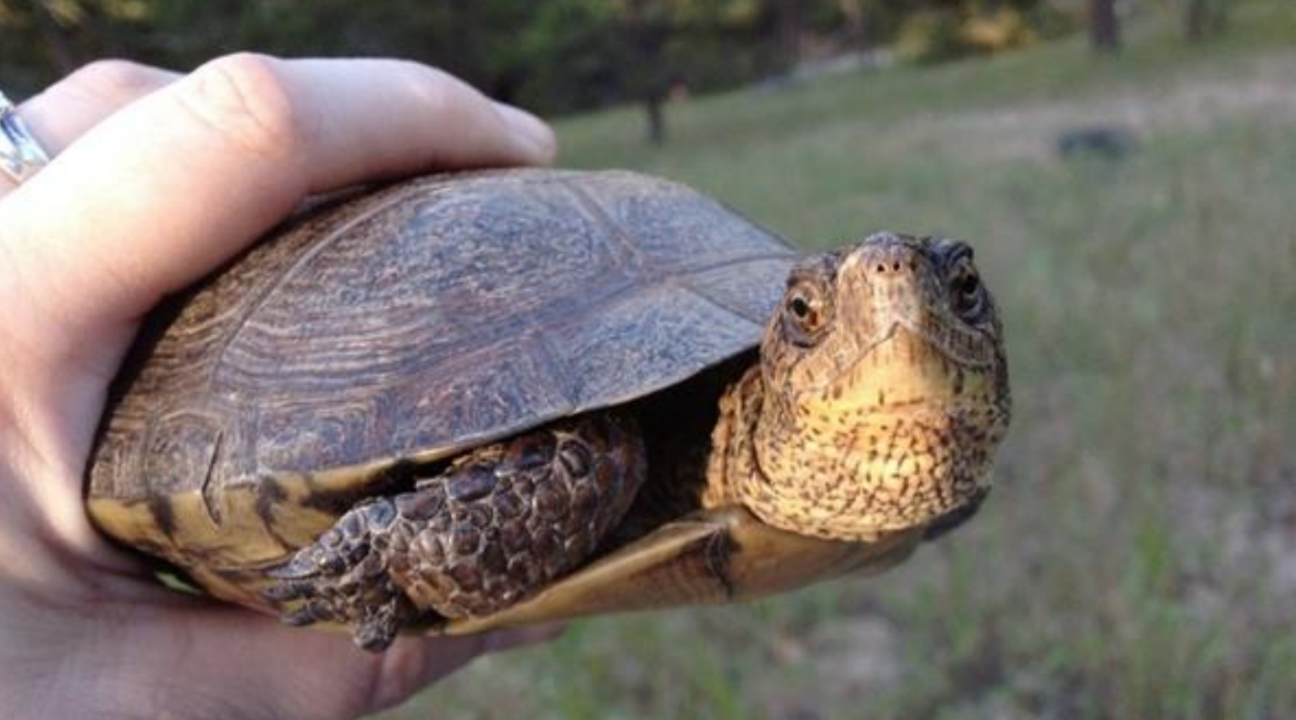 Western pond turtle