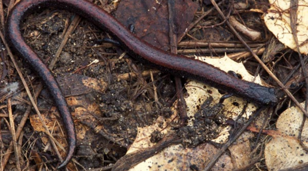 Slender salamander