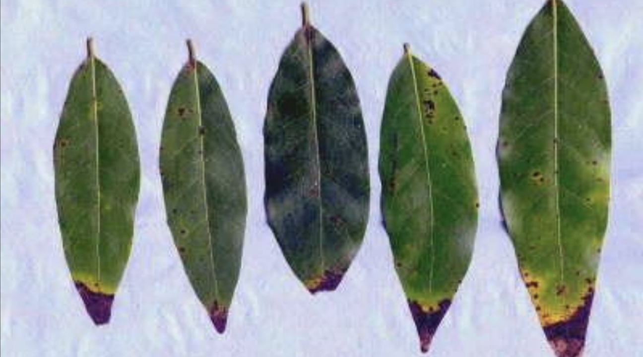 California bay laurel leaves with brown tips