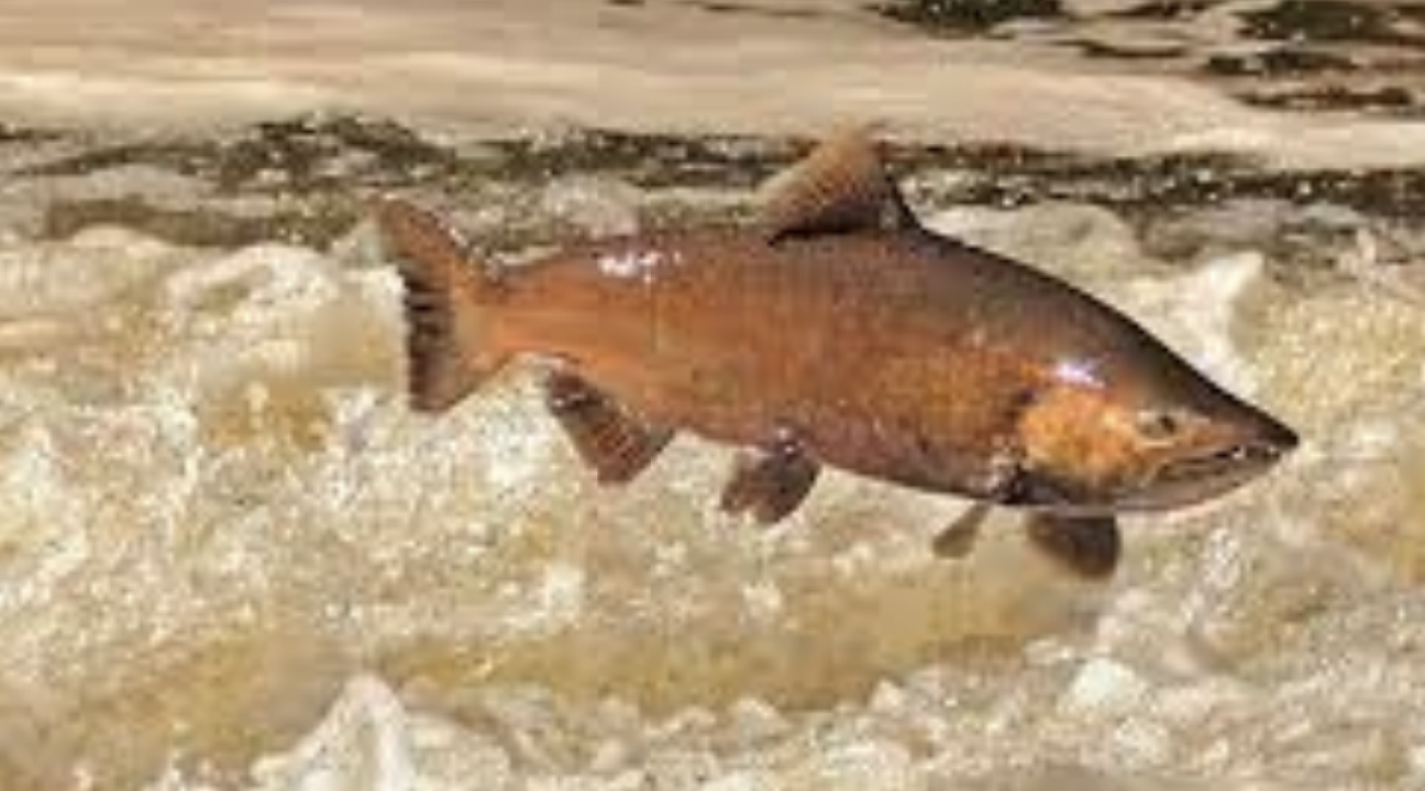 A Chinook salmon leaps out of turbulent water