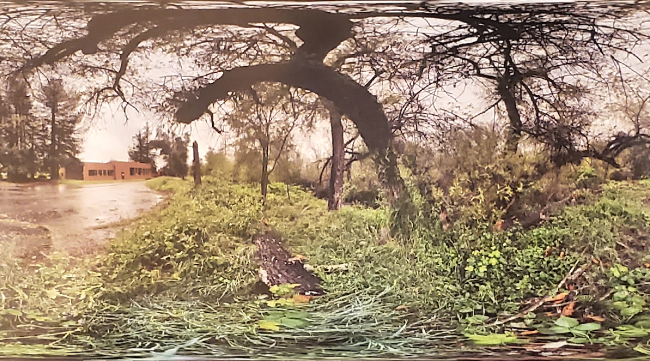 360 photo of creek and tree