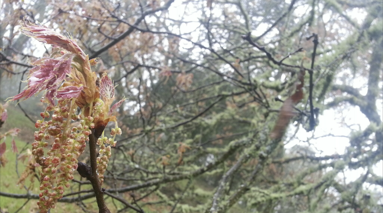black out leaves and flowers emerging