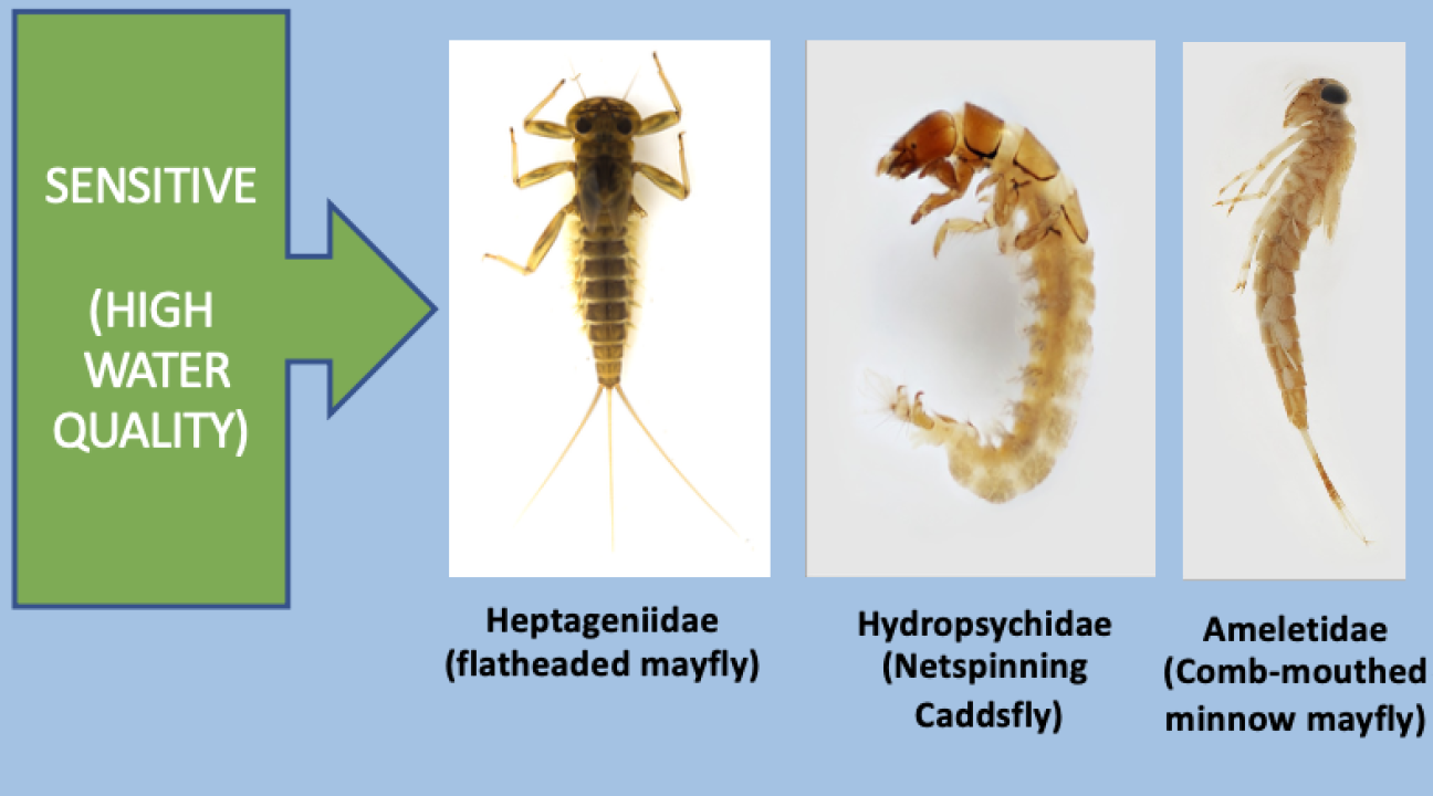 Insects sensitive to water quality