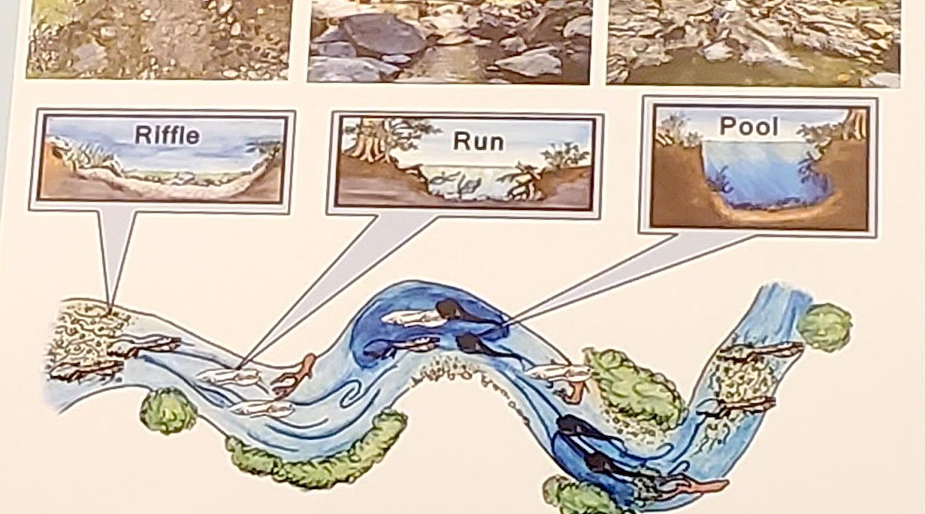diagram of riffle, run and pool