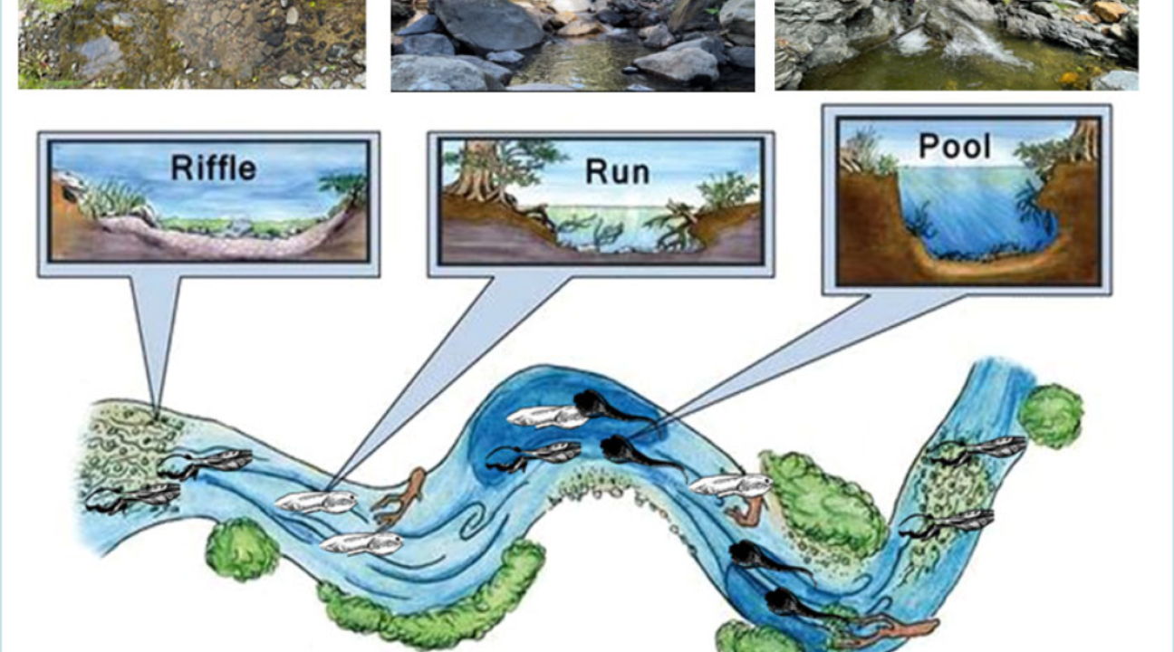 diagram of riffle, run and pool