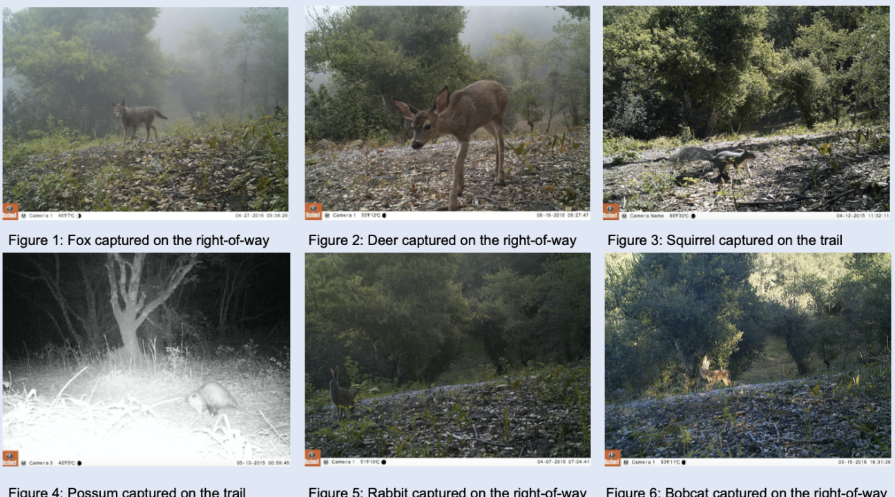 trail camera images
